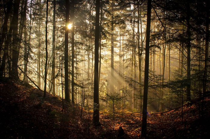 May The Forest Be With You: Post Your Favourite Pictures Of Forests