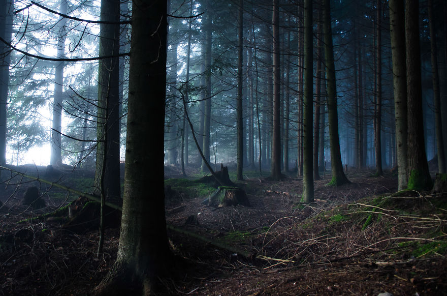 Little Red Riding Hood Missing