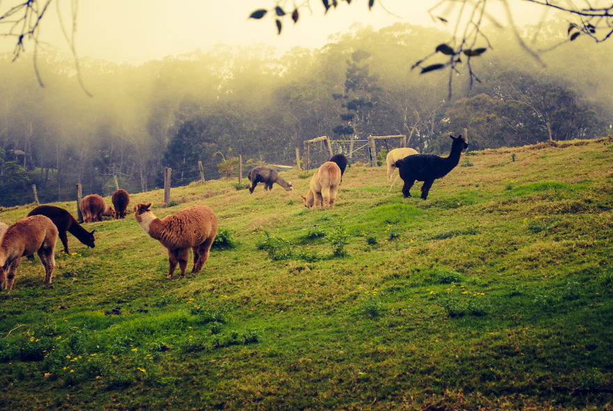 Alpacas Everywhere, Gold Coast, Australia