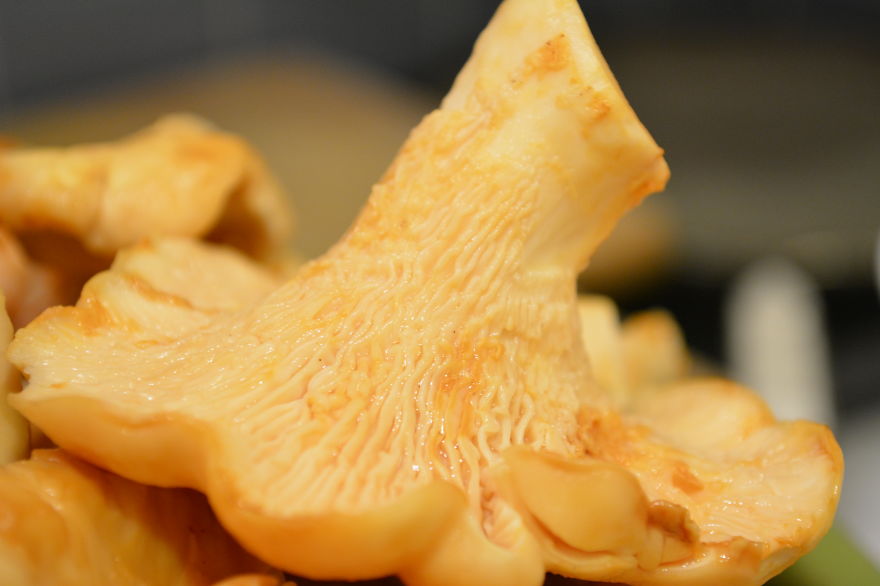 Cantharellus Cibarius