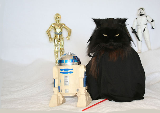 Darth Cat