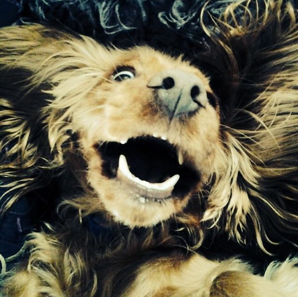 This Dog Is Soooo Happy