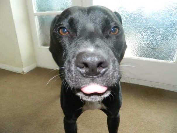 I Can Pull Tongues Too Human