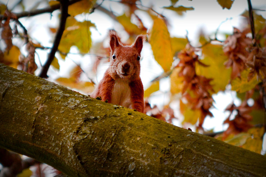Curious Squirrel