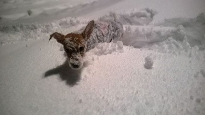 Snow Dog Alice