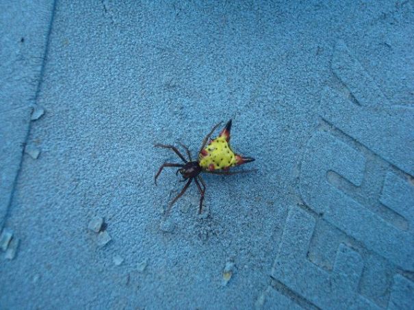 Found This Arrowhead Spider On The Porch This Summer.