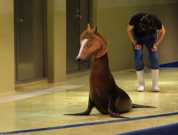Horse Seal