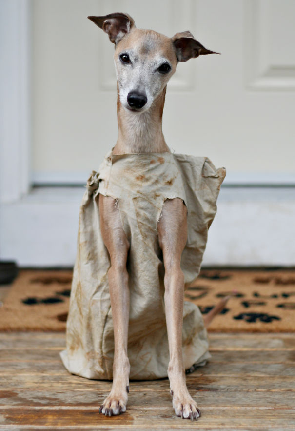 Dobby Dog