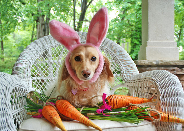 Rabbit Dog