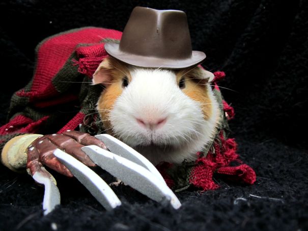 Freddy Krueger Guinea Pig