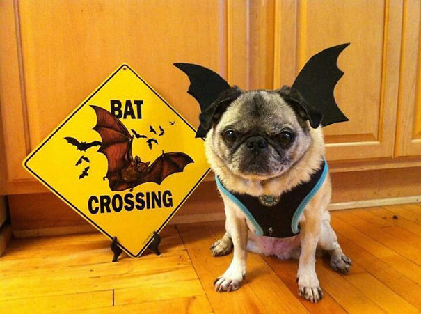 Bat Pug