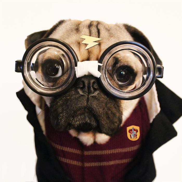 Doug The Pug Does Halloween Better Than You