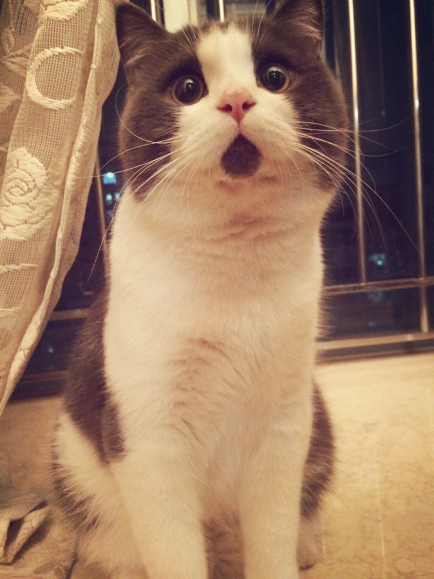 Meet The OMG Cat, The Feline Who Is Always Surprised Meet The OMG Cat, The Feline Who Is Always Surprised