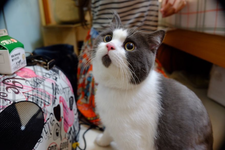 Meet The OMG Cat, The Feline Who Is Always Surprised Meet The OMG Cat, The Feline Who Is Always Surprised