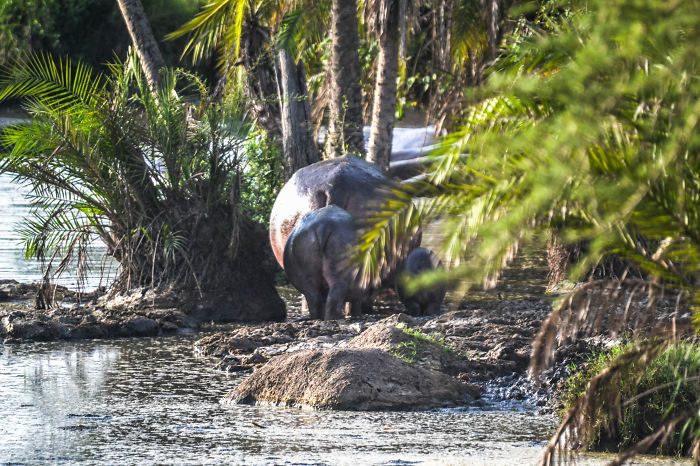 Little Family Of Hippos