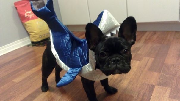 Sharkie