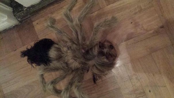 Spider Yorkie