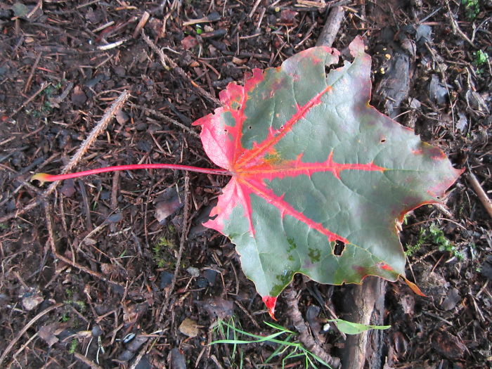 Color Is A Phenomenon...