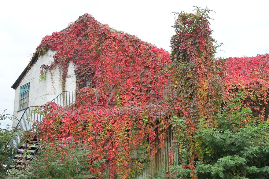 Caresst Of The Season