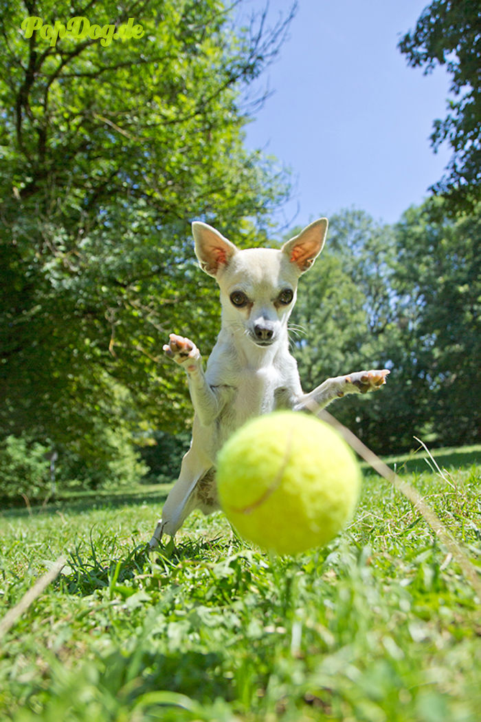Tennis Ball Addict