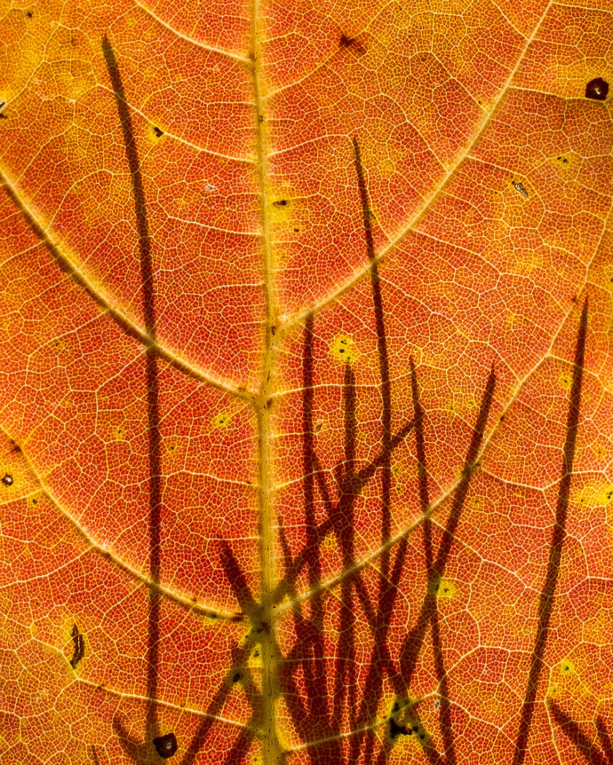 Grass Silhouetted On A Leaf