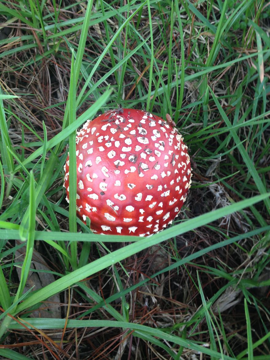 Amanita Muscaria
