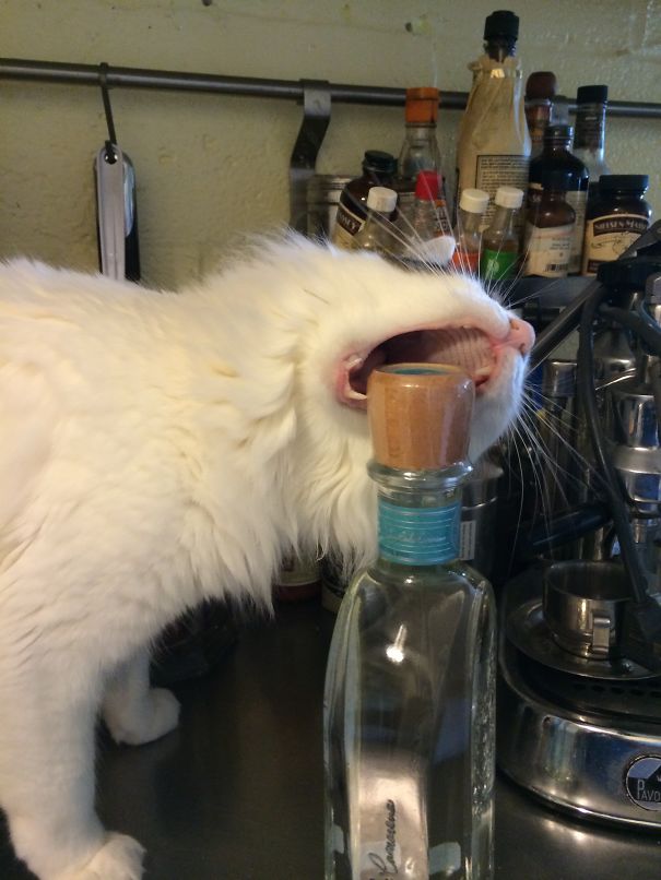 "i Really Need A Shot Of Tequila!"