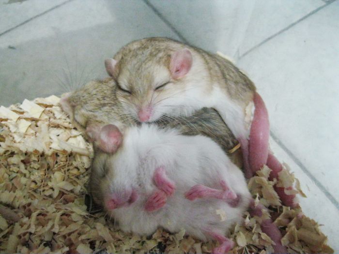 My Gerbil's Family