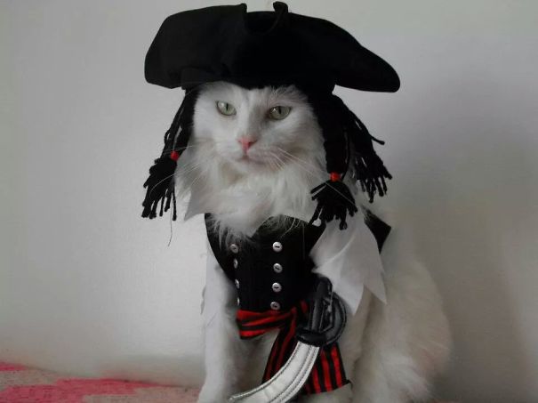 Ghato As Cat Sparrow