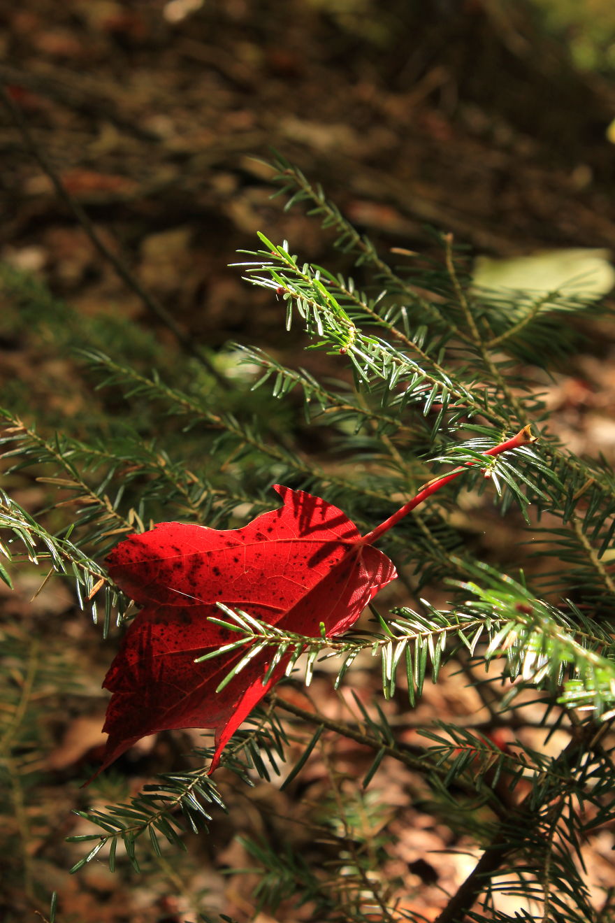 Mont Tremblant, Canada