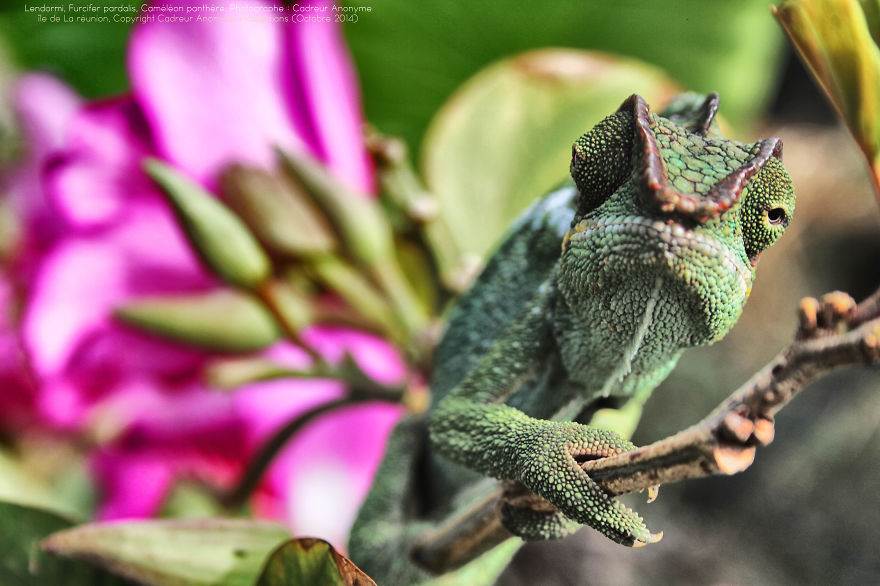 Chameleon Panthers Climbing Flowers Are Just Too Photogenic