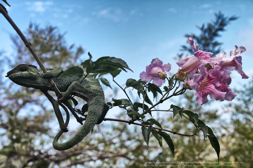 Chameleon Panthers Climbing Flowers Are Just Too Photogenic Chameleon Panthers Climbing Flowers Are Just Too Photogenic