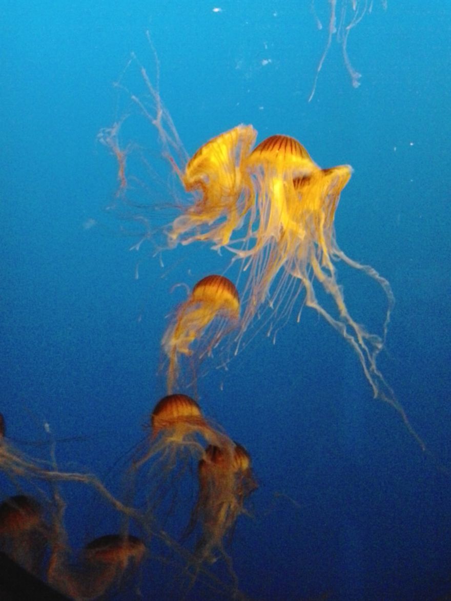 Jelly Fish