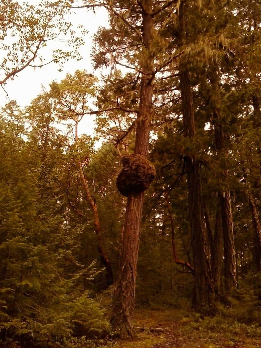 Tall Tree Trail. Vancouver Island Bc