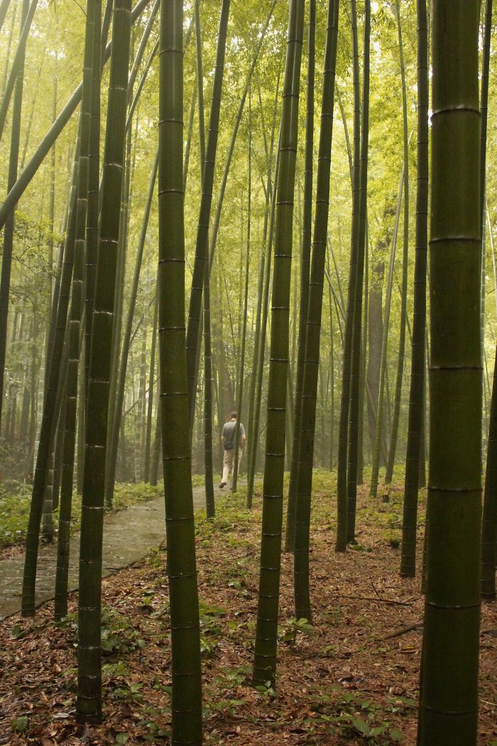 "maestro Recharging..." (bamboo Forest In Hungzhou, China)