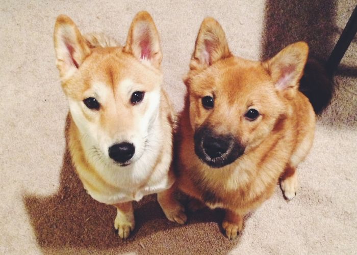 Shiba Brothers