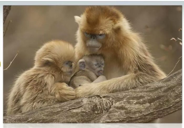 Snub Nosed Monkeys..