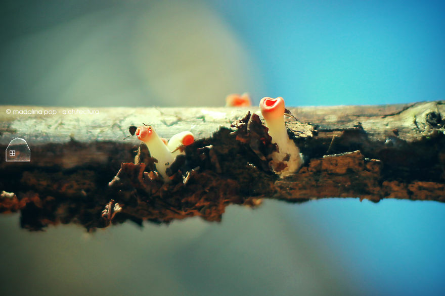 Mushrooms On A Stick