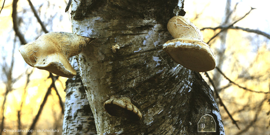 Birch Legs Mushrooms