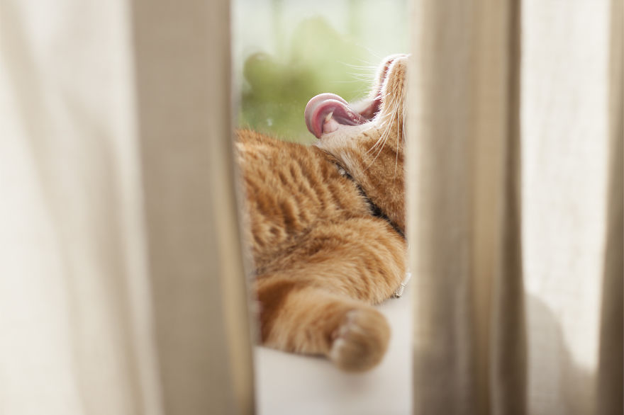 Meet Luccie: My Yawning And Stalking Cat