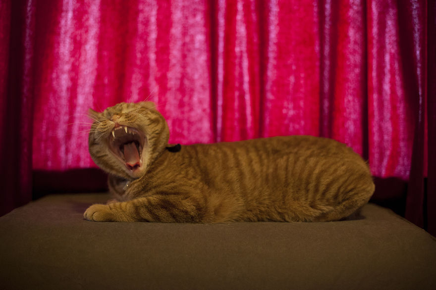 Meet Luccie: My Yawning And Stalking Cat Meet Luccie: My Yawning And Stalking Cat