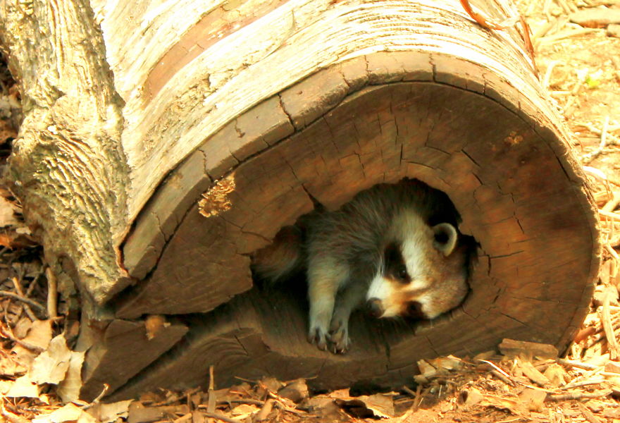 Hiding Raccoon