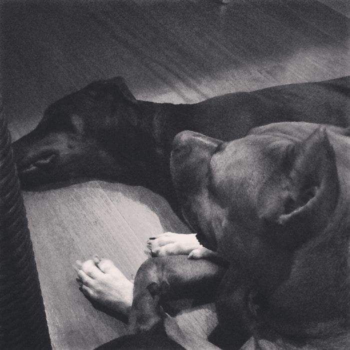 Love Knows No Breeds