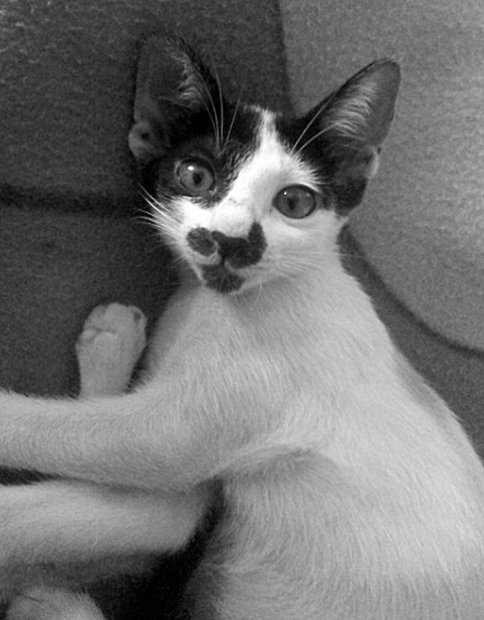 My Pirate Cat A.k.a Jack Sparrow