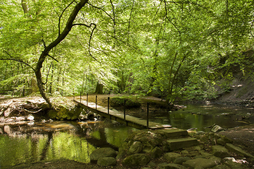 Mystical wooden bridge over a calm forest stream surrounded by lush green trees on a sunny day.