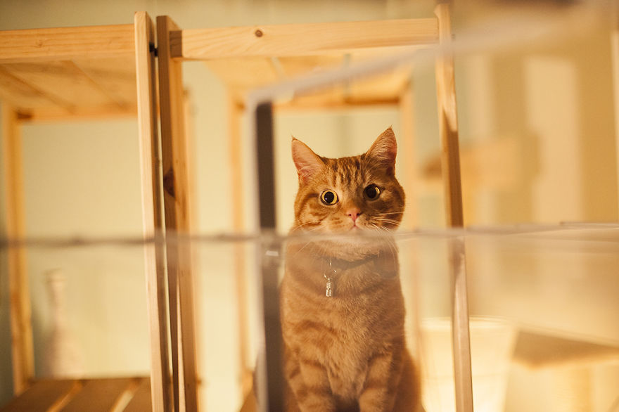 Meet Luccie: My Yawning And Stalking Cat Meet Luccie: My Yawning And Stalking Cat