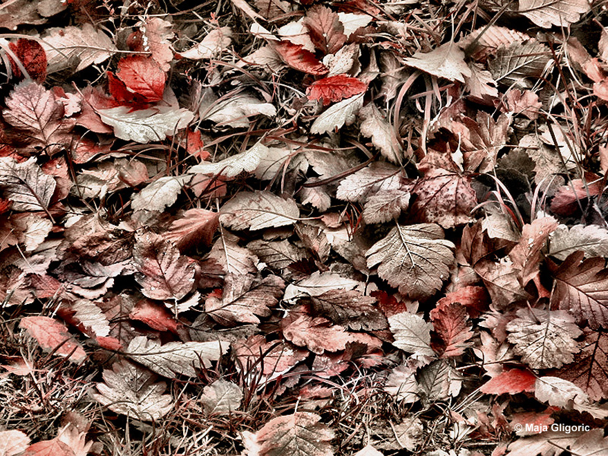 Autumn Leaves [sombor, Serbia]