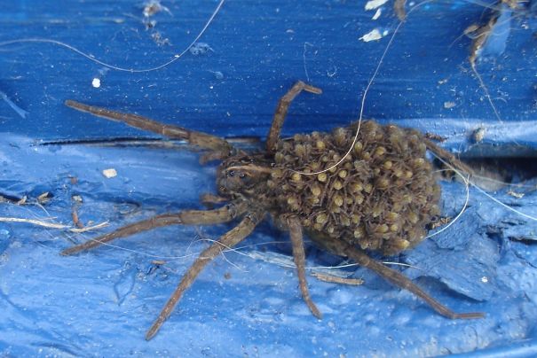 Came Home One Day And Was Greeted By This Mama Wolf Spider And Her Brood. (that's Them On Her