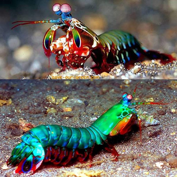 Mantis Shrimp