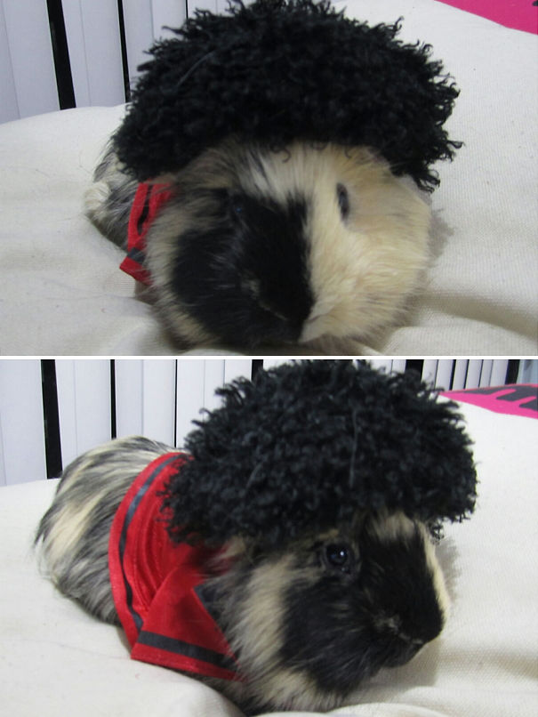 Michael Jackson Guinea Pig